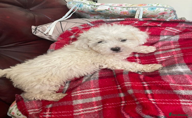 Poochon dogs - Advert 1