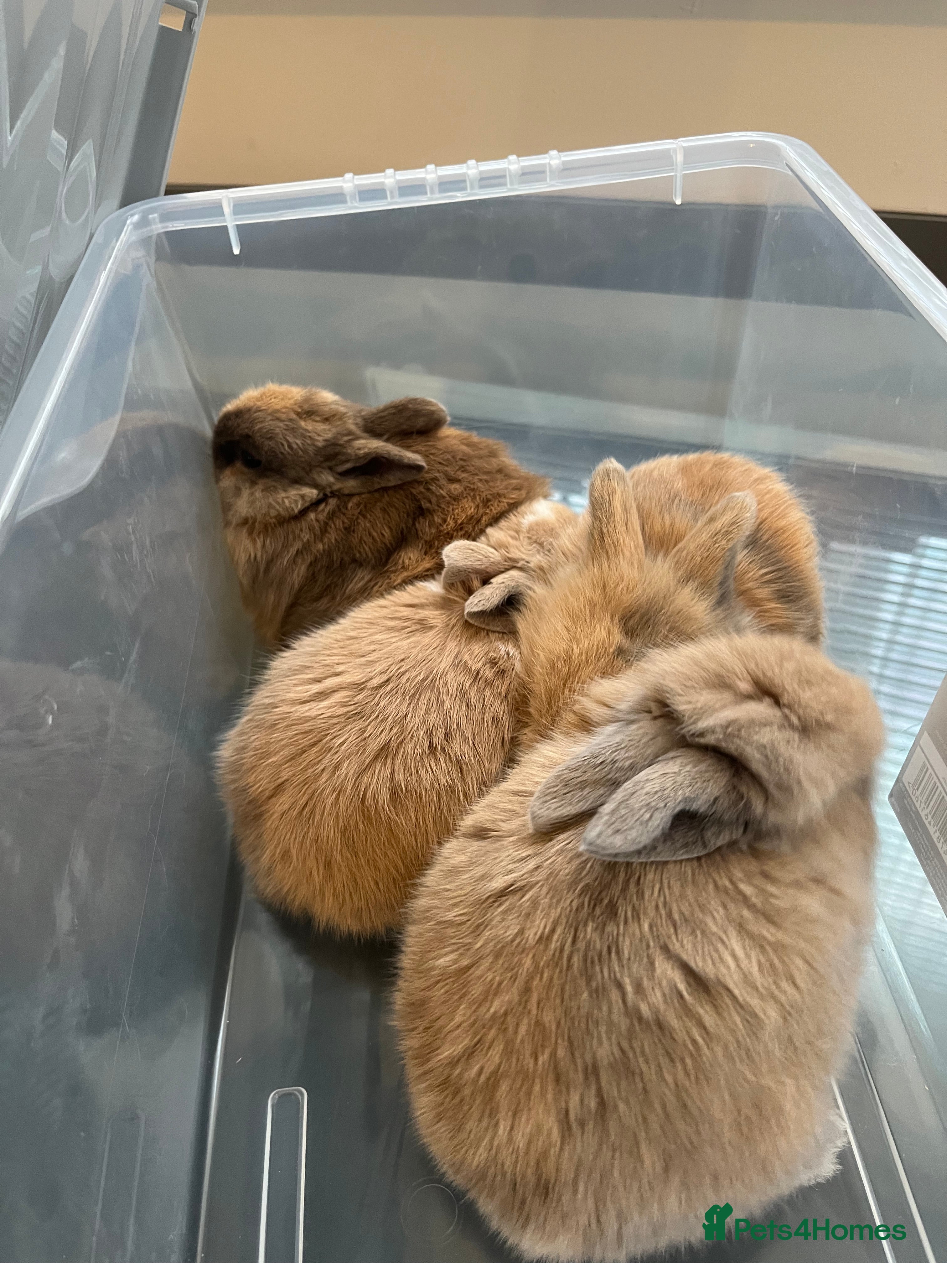 Mixed Breed rabbits gorgeous baby rabbits  - Advert 17