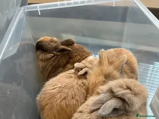 Mixed Breed rabbits gorgeous baby rabbits - Advert 17