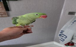 Parrots birds for sale: Alexandrine parrot looking for new home  - Image 2