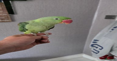 Parrots birds - Advert 11