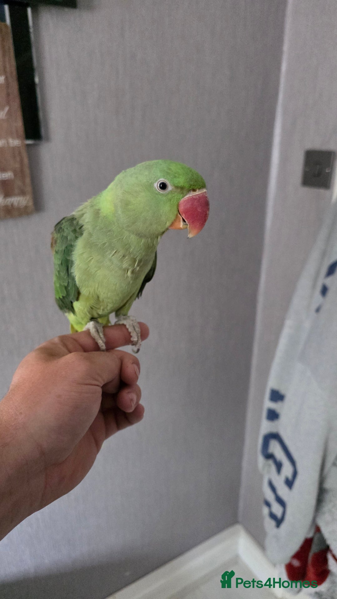 Parrots birds for sale: Alexandrine parrot looking for new home  - Image 2