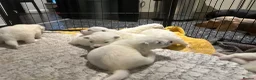 Samoyed dogs for sale:     Adorable Samoyed Puppies Looking for 5★ Homes - Advert 7