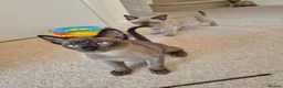 Burmese cats for sale: Pedigree Burmese Kittens - Advert 13