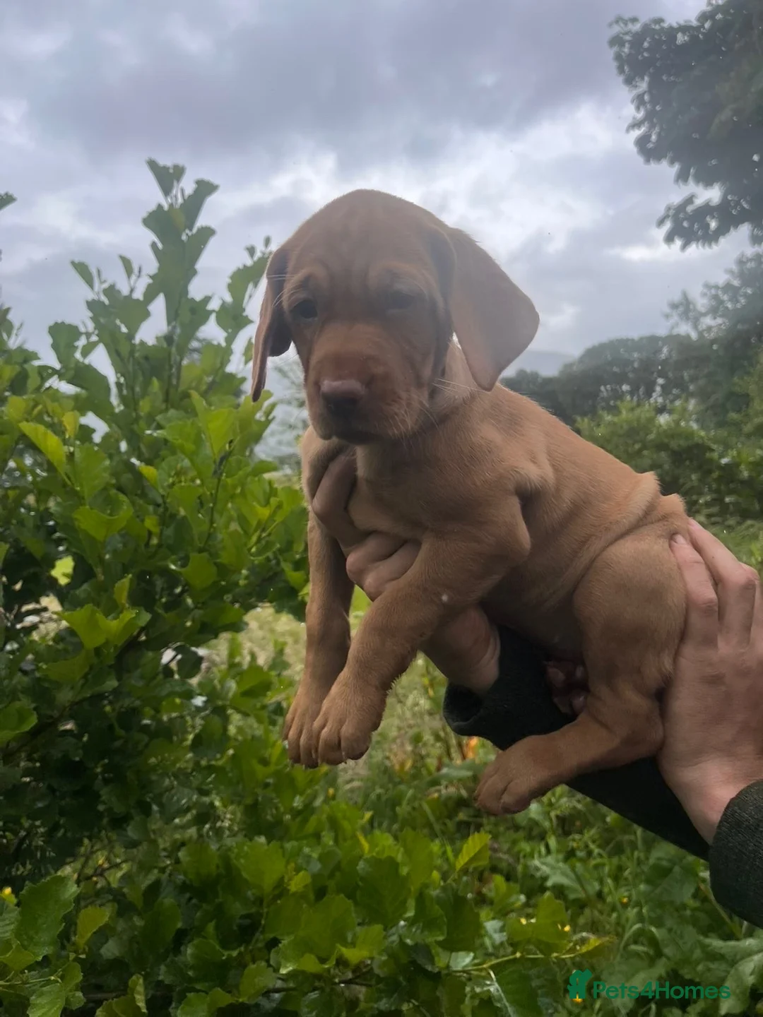 Mixed Breed dogs for sale: Hungarian vizsla x Labrador  in Fort William - Advert 4