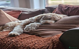 Goldendoodle dogs for sale: Goldendoodle  - Image 8
