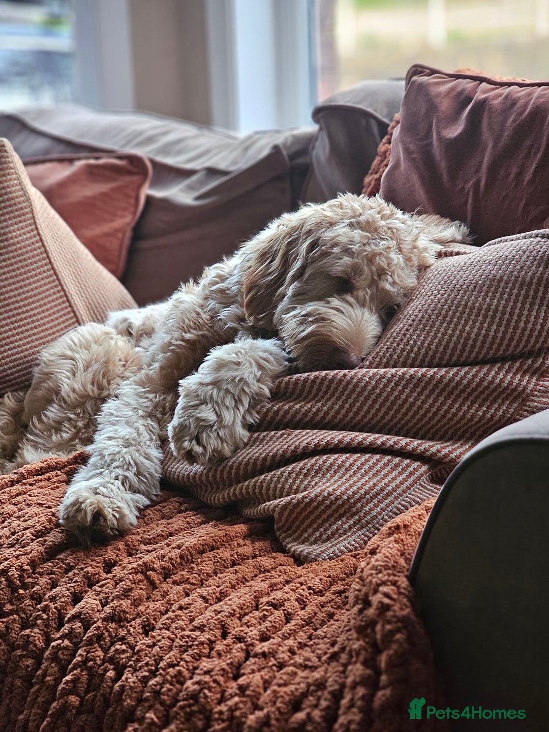 Goldendoodle dogs for sale: Goldendoodle  - Image 8