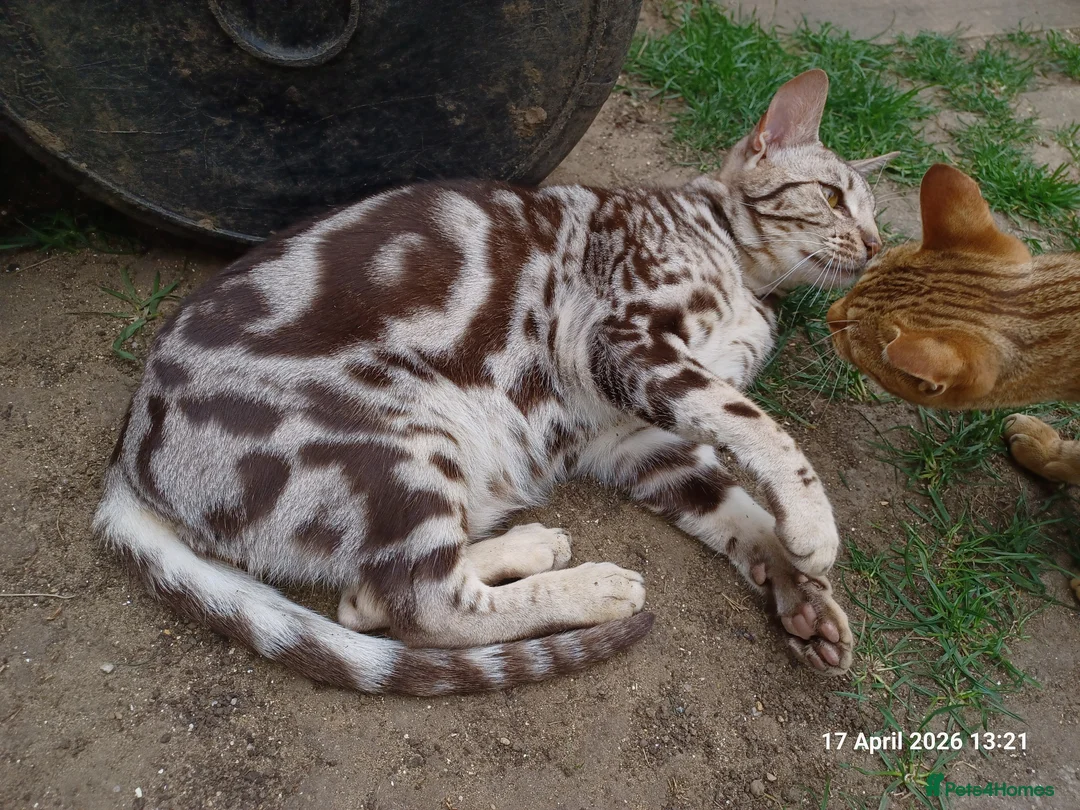 Ocicat cats for sale: Samson The Pedigree Ocicat Classic (GCCF & FIFe) - Advert 2