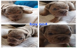 English Bulldog dogs for sale: Dwkc englìsh bulldog puppies  - Image 21