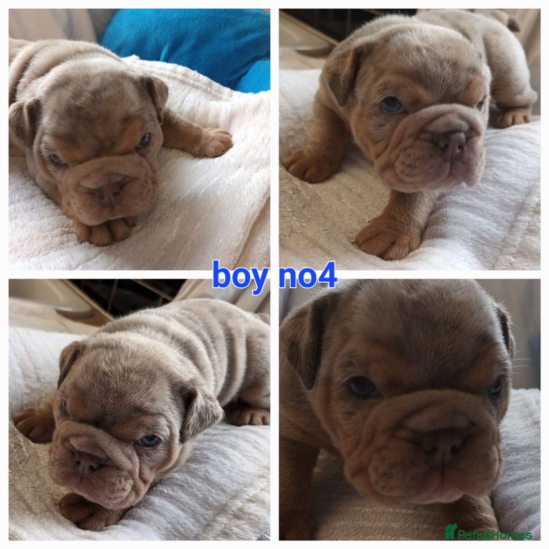 English Bulldog dogs for sale: Dwkc englìsh bulldog puppies  - Image 21