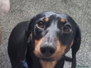 Miniature Dachshund dogs - Advert 29