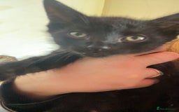 Mixed Breed cats for sale: 5 beautiful mixed kittens  - Image 21