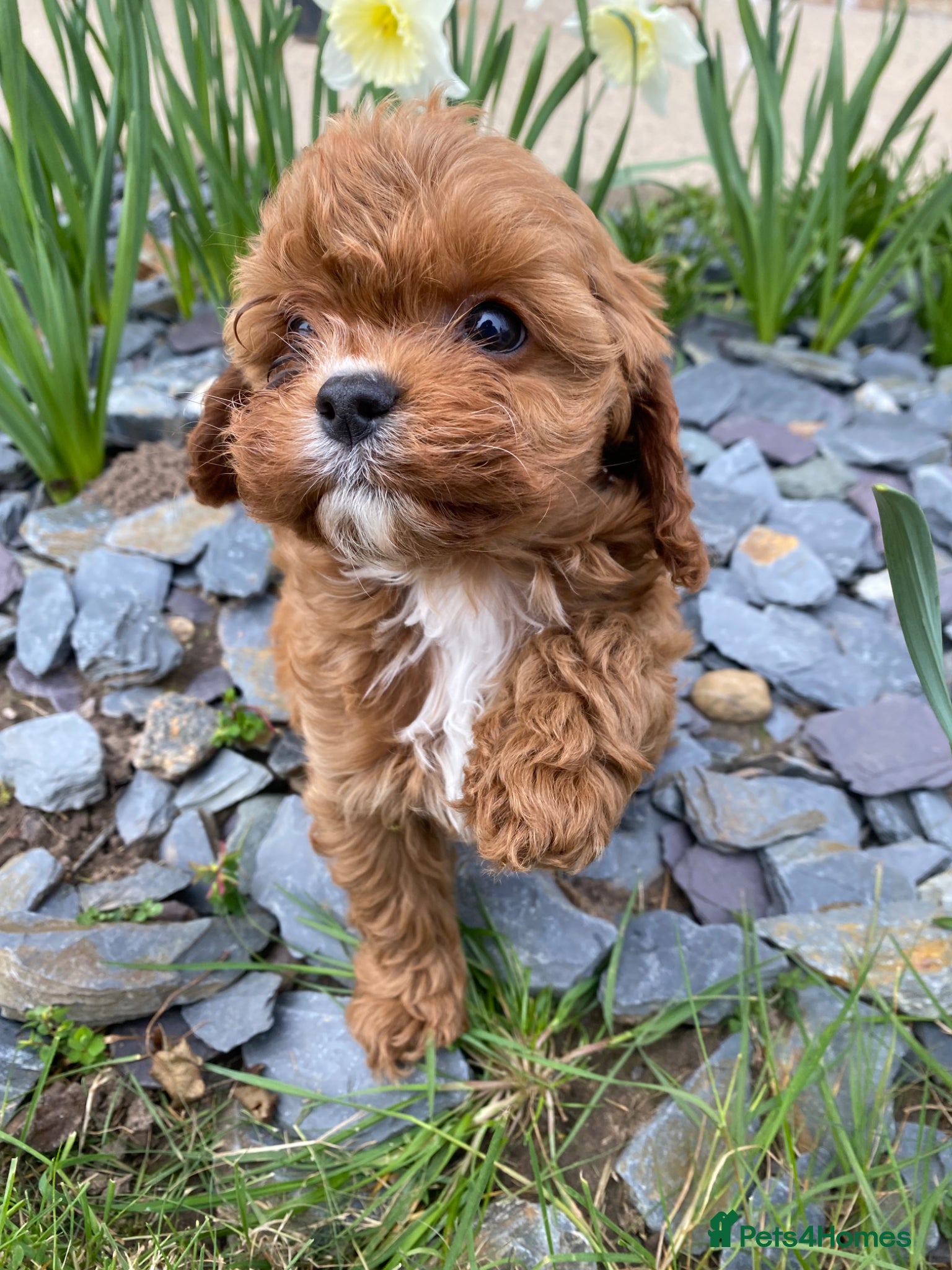 Cavapoo dogs Outstanding Cavapoo’s Health Tested parents❤️ - Advert 4