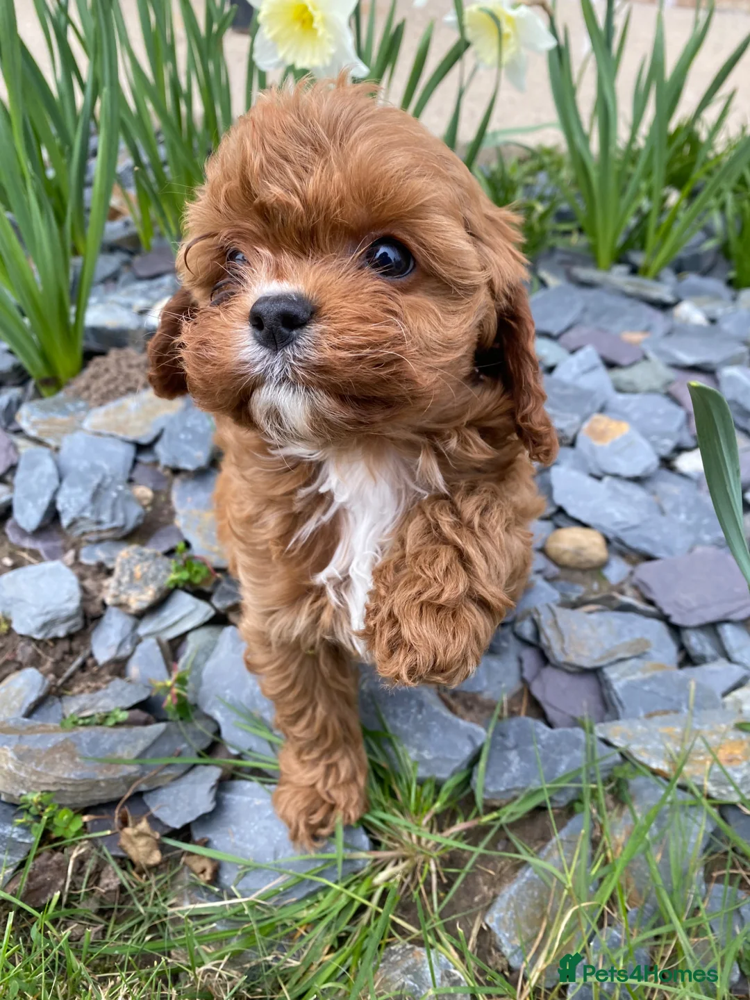 Cavapoo dogs for sale: All sold❤️ - Advert 1