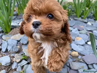 Cavapoo dogs Outstanding Cavapoo’s Health Tested parents❤️ - Advert 4