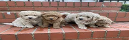 Maltipoo dogs for sale: Maltipoo pupies for sale  - Advert 14