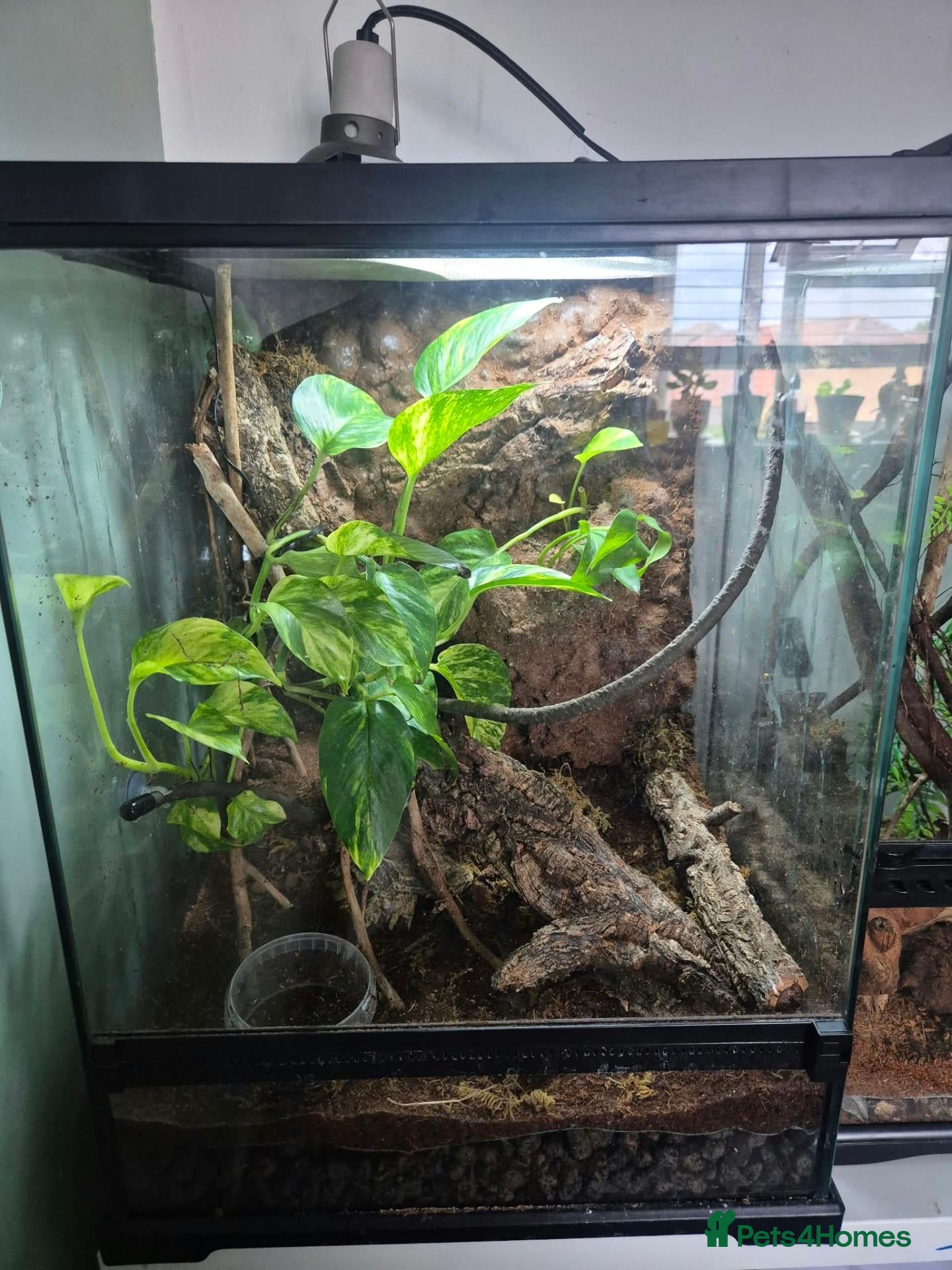 Frog reptiles Male and Female Whites tree frogs with terrarium - Advert 10