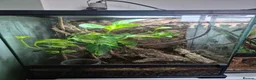 Frog reptiles for sale: Male and Female Whites tree frogs with terrarium - Advert 1