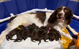 Sprocker dogs for sale: Beautiful Liver/Chocolate & White Sprocker Puppies - Image 9