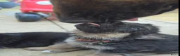 German Shepherd dogs for sale: German Shephard puppies - Advert 9