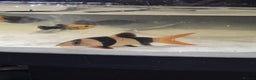 Other/Mixed Breed fish for sale: Fluvel fish tank complete set up  - Advert 14