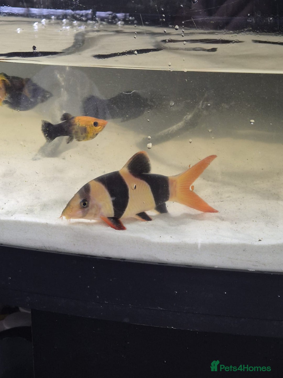 Other/Mixed Breed fish for sale: Fluvel fish tank complete set up  - Advert 14
