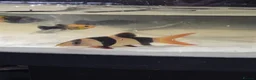 Other/Mixed Breed fish for sale: Fluvel fish tank complete set up  - Advert 14