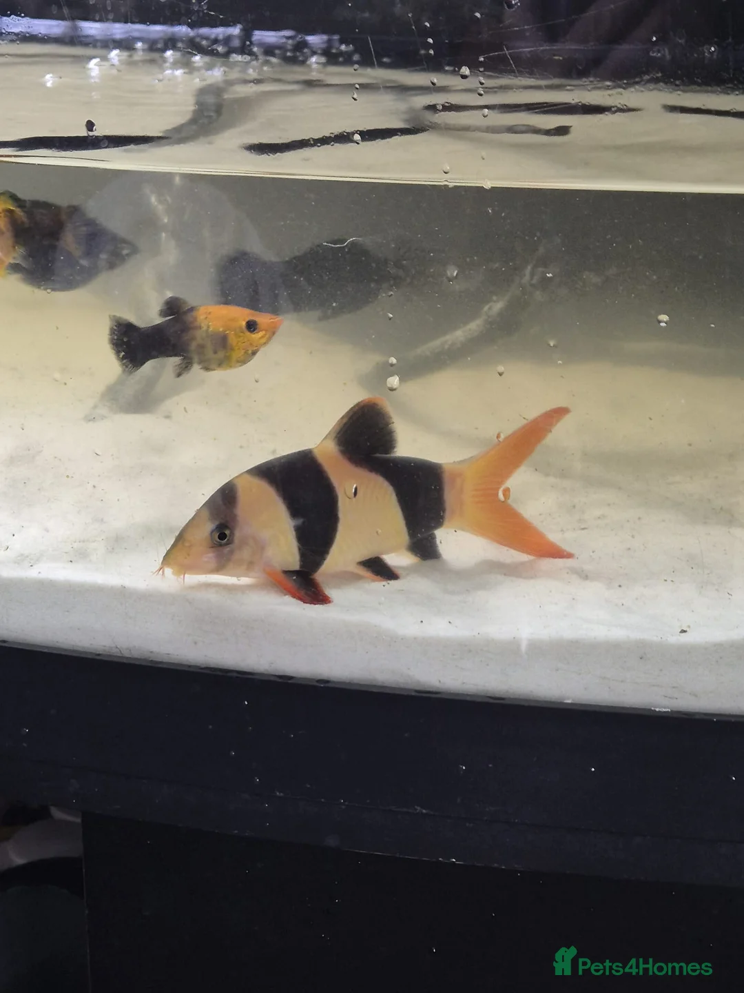 Other/Mixed Breed fish for sale: Fluvel fish tank complete set up  - Advert 14