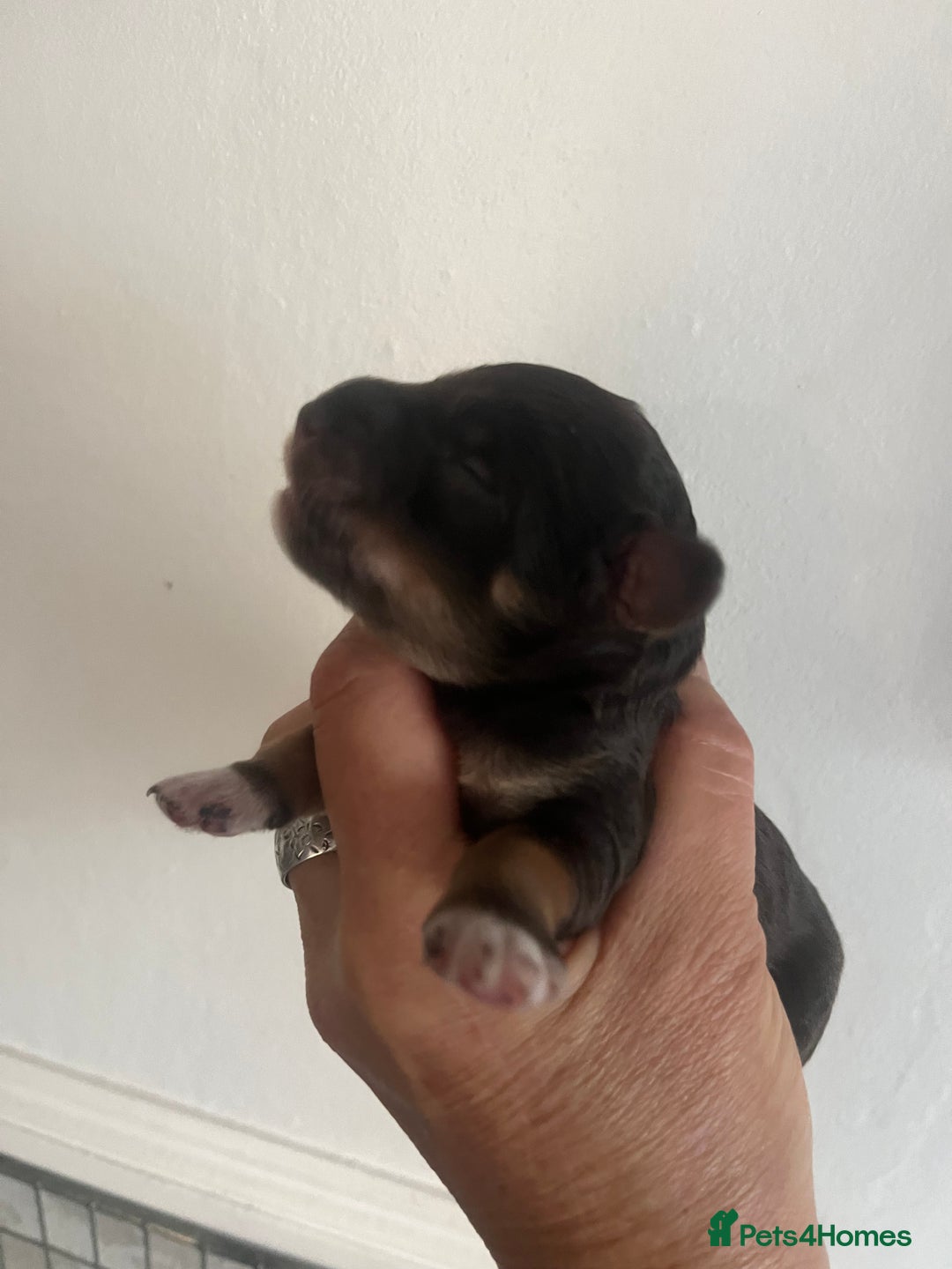 Toy Poodle dogs for stud: K.C Chocolate ToyPoodle at Stud in Coventry - Advert 11