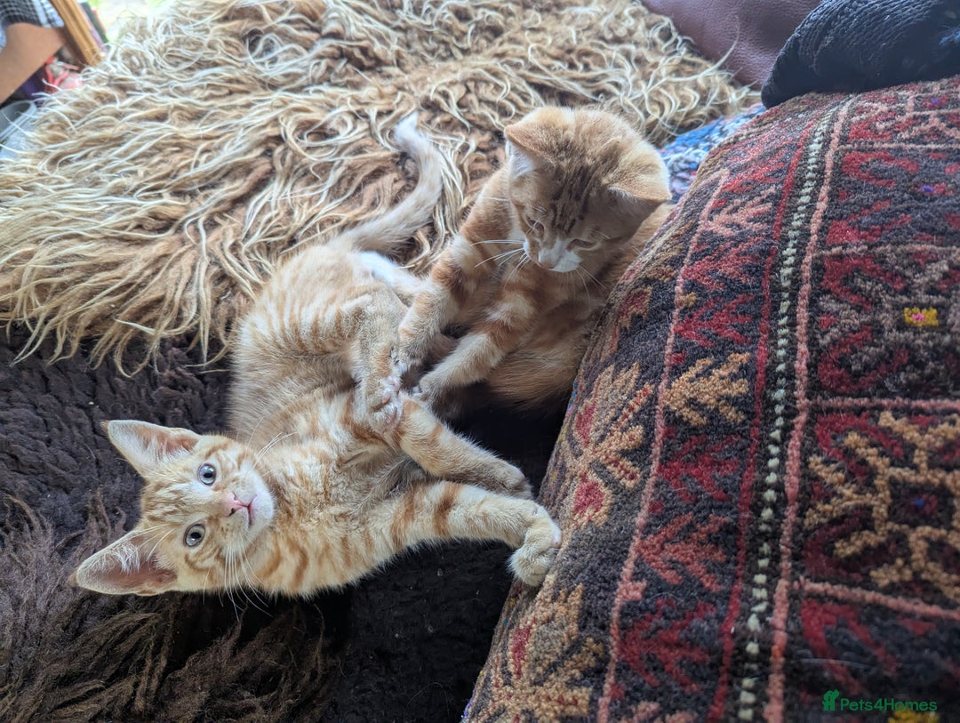 Mixed Breed cats for sale: Two beautiful ginger boys - Image 4