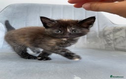 Mixed Breed cats for sale: Adorable kittens  - Image 11