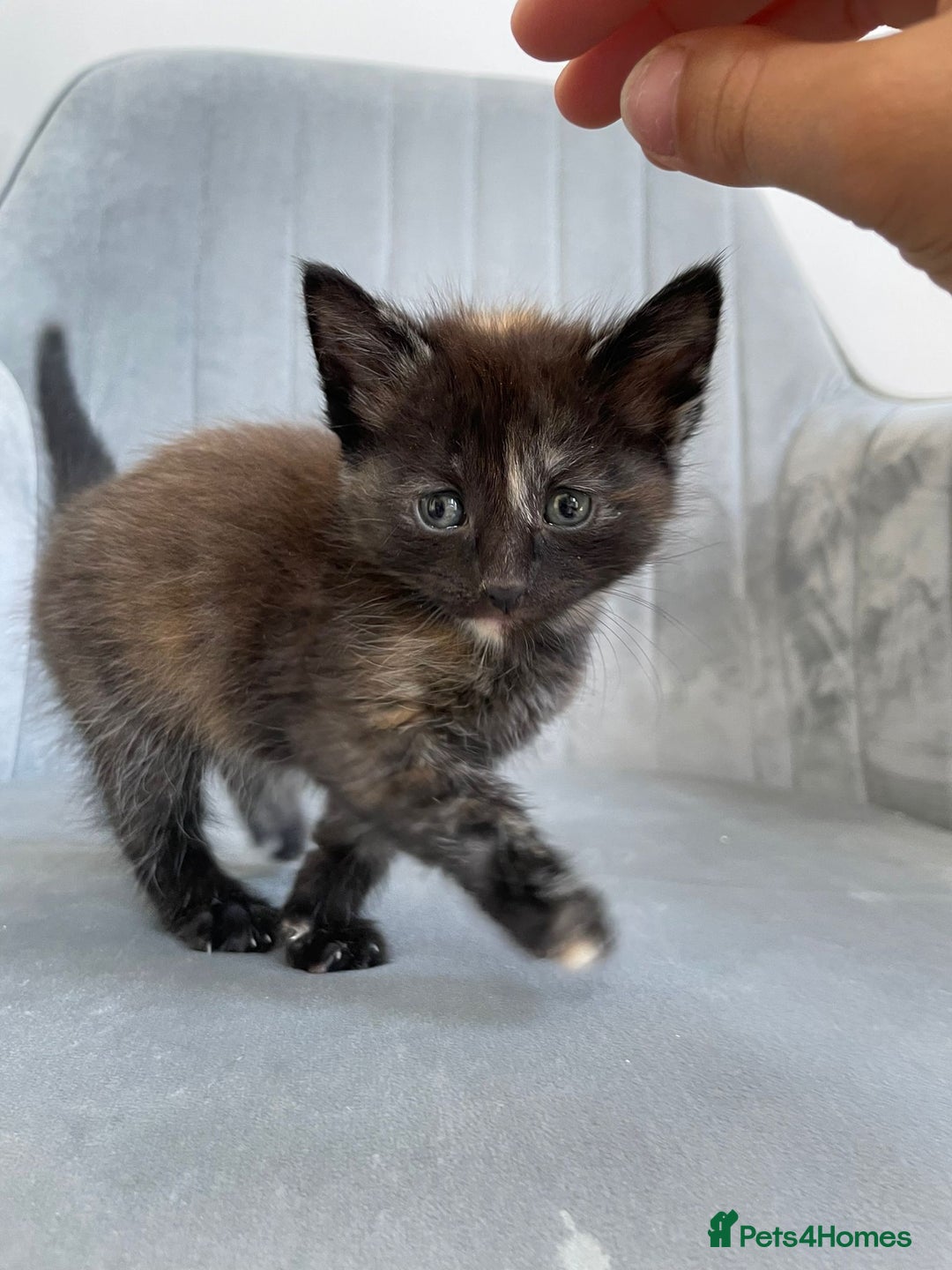 Mixed Breed cats for sale: Adorable kittens  - Image 11