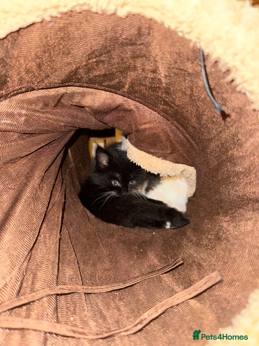 Mixed Breed cats for sale: 5 gorgeous fluffy tuxedo kittens - Image 5