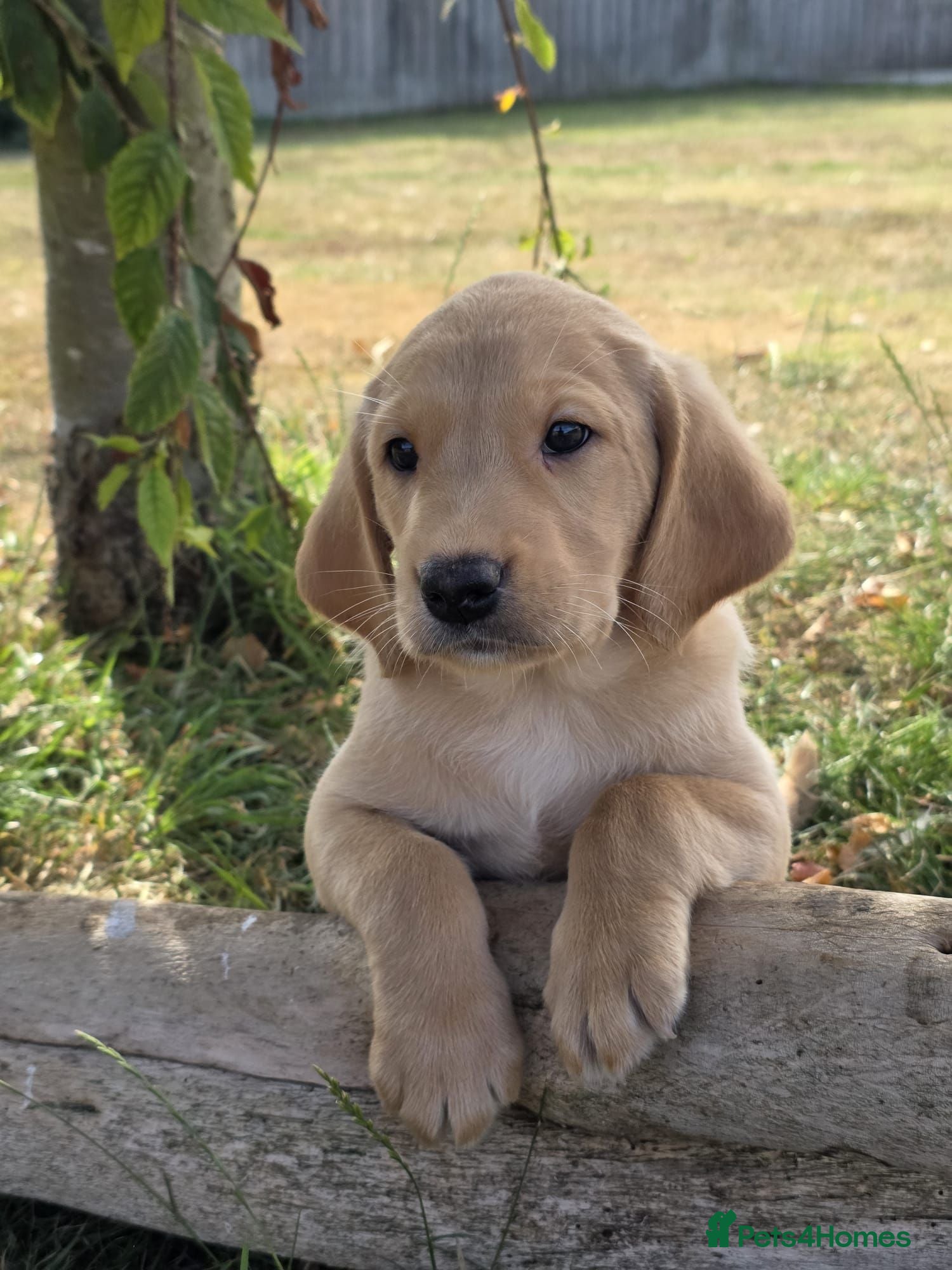Labrador Retriever dogs * Beautiful Dna clear KC reg Labrador boys* - Advert 1