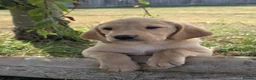 Labrador Retriever dogs for sale: * Beautiful Dna clear KC reg Labrador boys* - Advert 1
