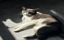 Mixed Breed cats for sale: Dolly  - Image 3