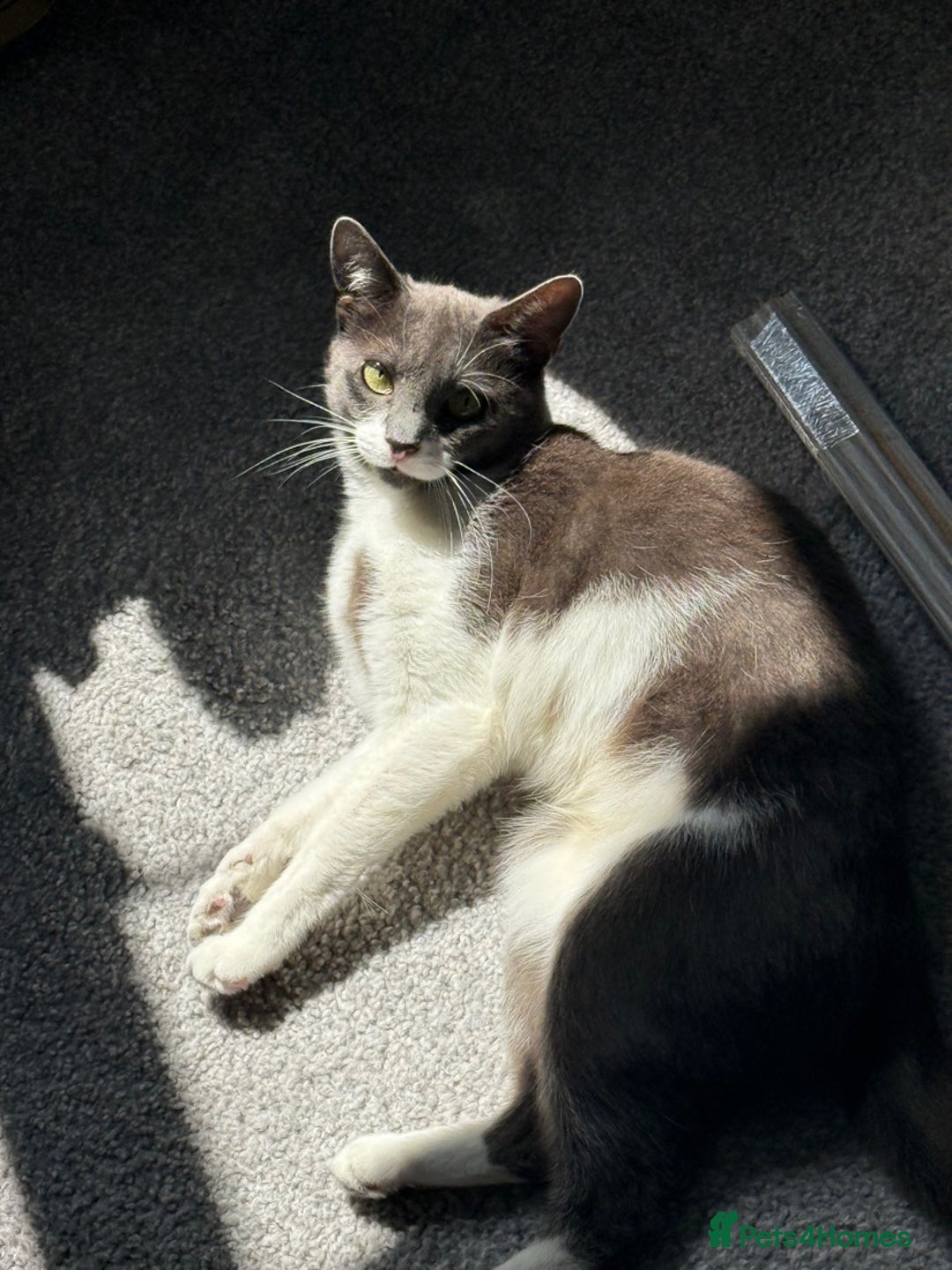 Mixed Breed cats for sale: Dolly  - Image 3