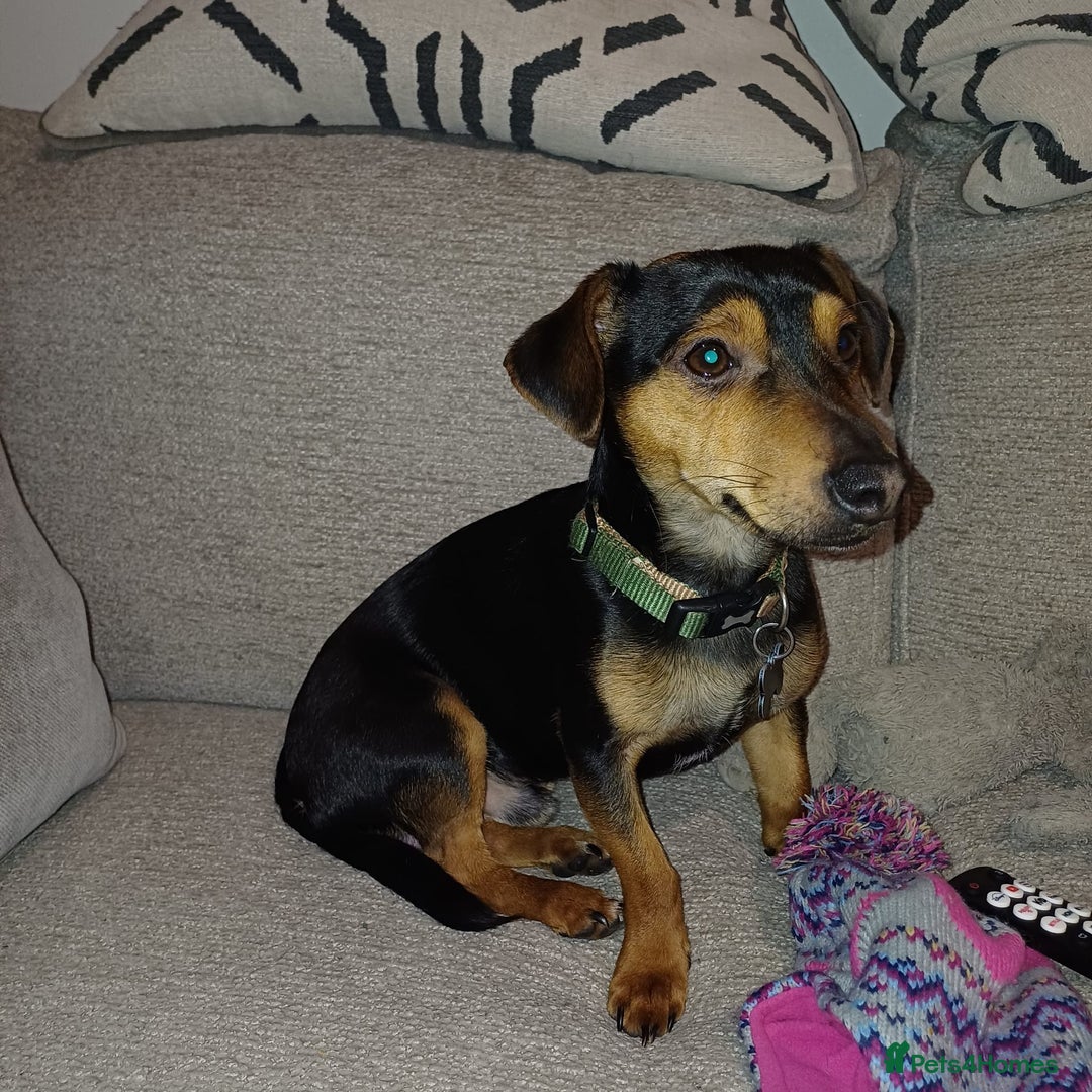 Jack Russell dogs for sale: 12 month male Jack Russell  - Advert 5
