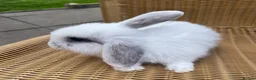 Mini Lop rabbits for sale: Gorgeous baby mini lops  - Advert 11