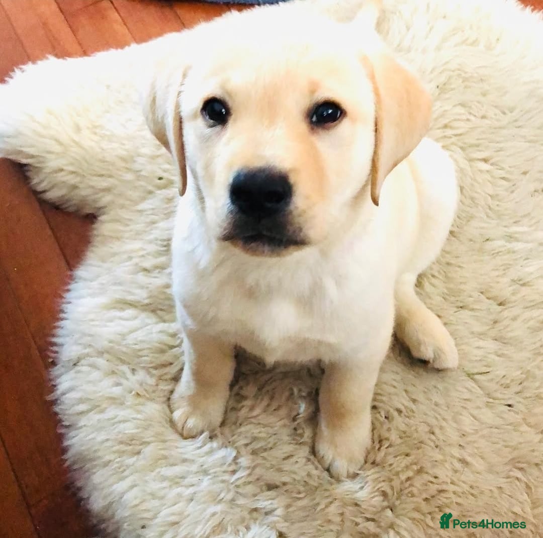 Labrador Retriever dogs for sale: Labrador puppies - Advert 6
