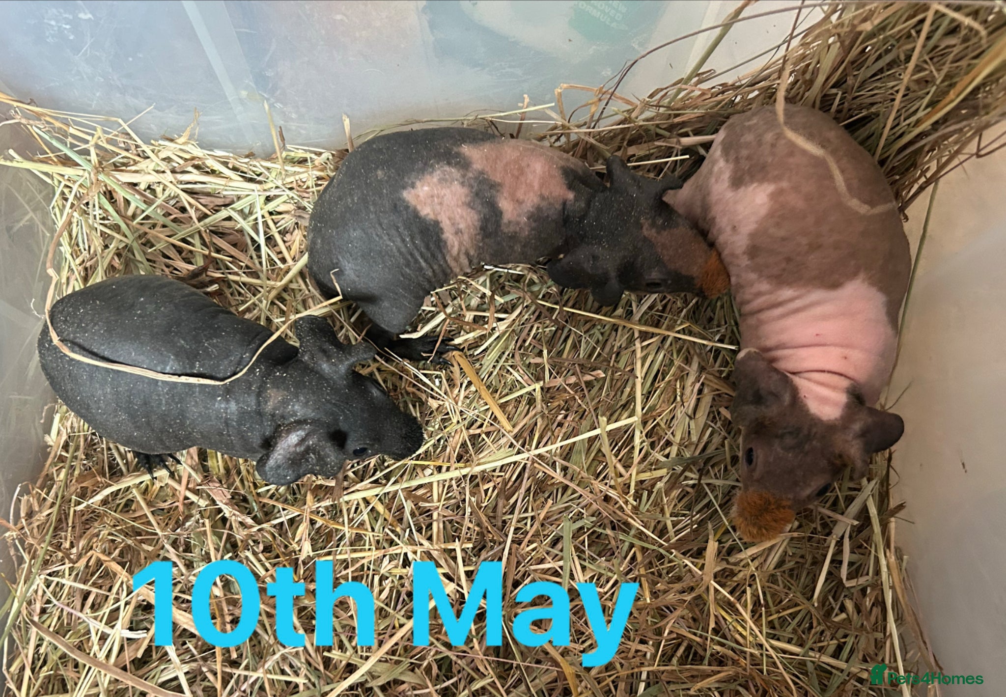 Guinea Pig rodents Skinny Pig Boars. - Advert 8