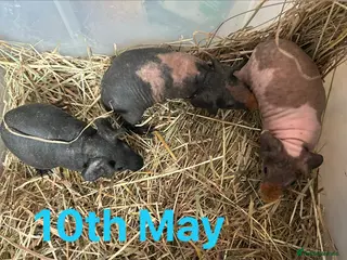 Guinea Pig rodents Skinny Pig Boars. - Advert 1