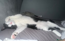Domestic Shorthair cats for sale: 2 year old male cat - Image 10