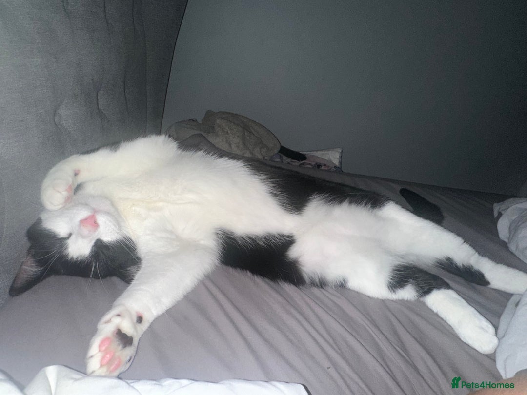 Domestic Shorthair cats for sale: 2 year old male cat - Image 10