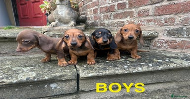 Miniature Dachshund dogs - Advert 7