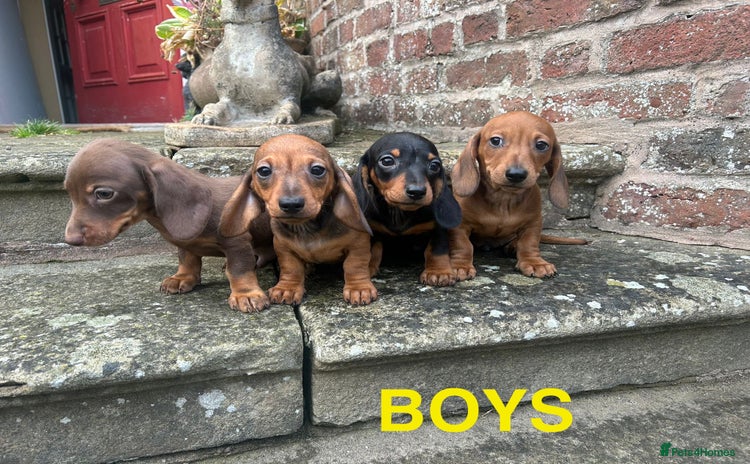 Miniature Dachshund dogs - Advert 1