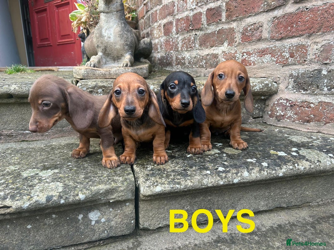 Miniature Dachshund dogs for sale: Top Quality KC Reg Pra clear Mini Dachshund Pups - Image 1