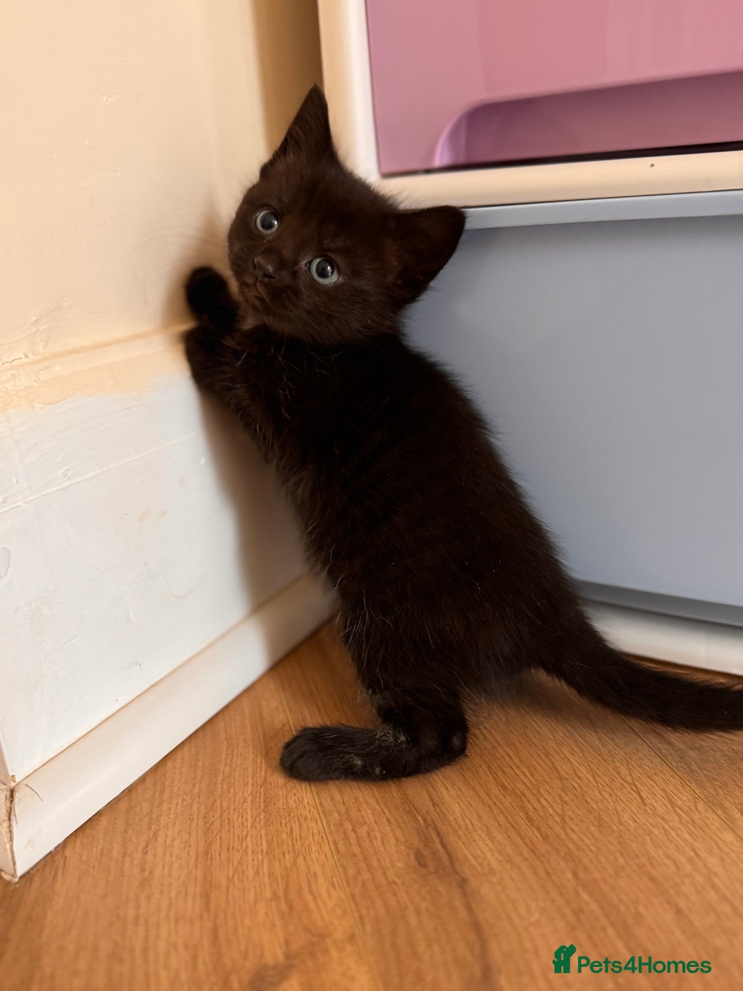 Mixed Breed cats for sale: Kittens ready now  - Advert 3