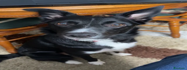 Milo