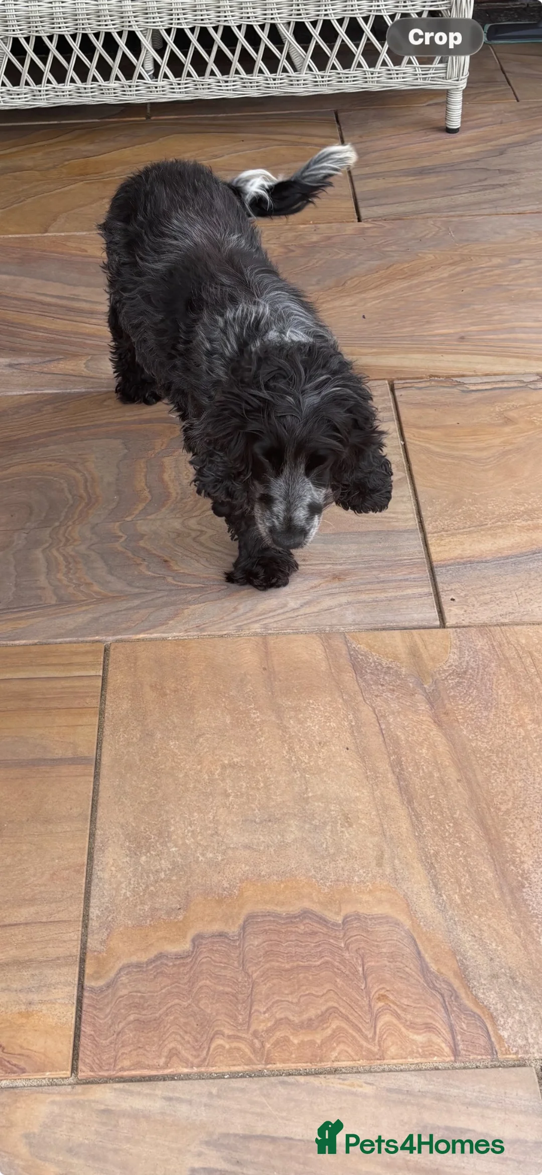 Cocker Spaniel dogs for sale: Cocker spaniel girls in Reading - Advert 2